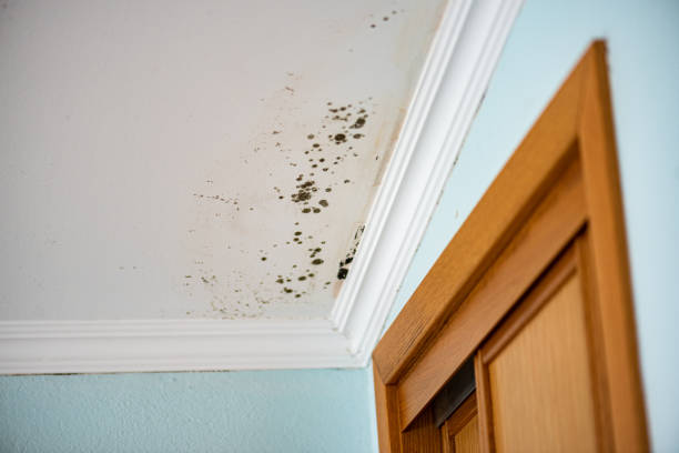 Best Basement Mold Remediation in Larchmont, NY