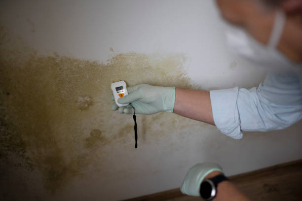 Best Black Mold Remediation in Larchmont, NY