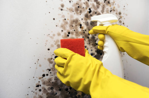 Best Mold Remediation for Specific Building Types in Larchmont, NY