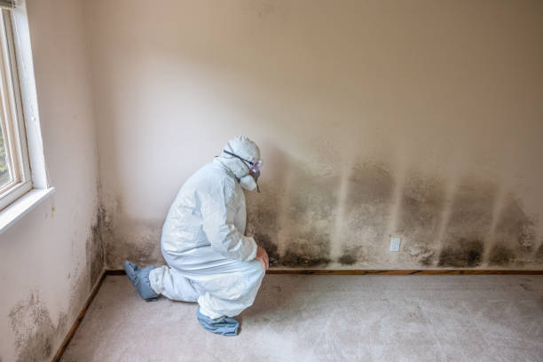 Reliable Larchmont, NY Mold Remediation Solutions